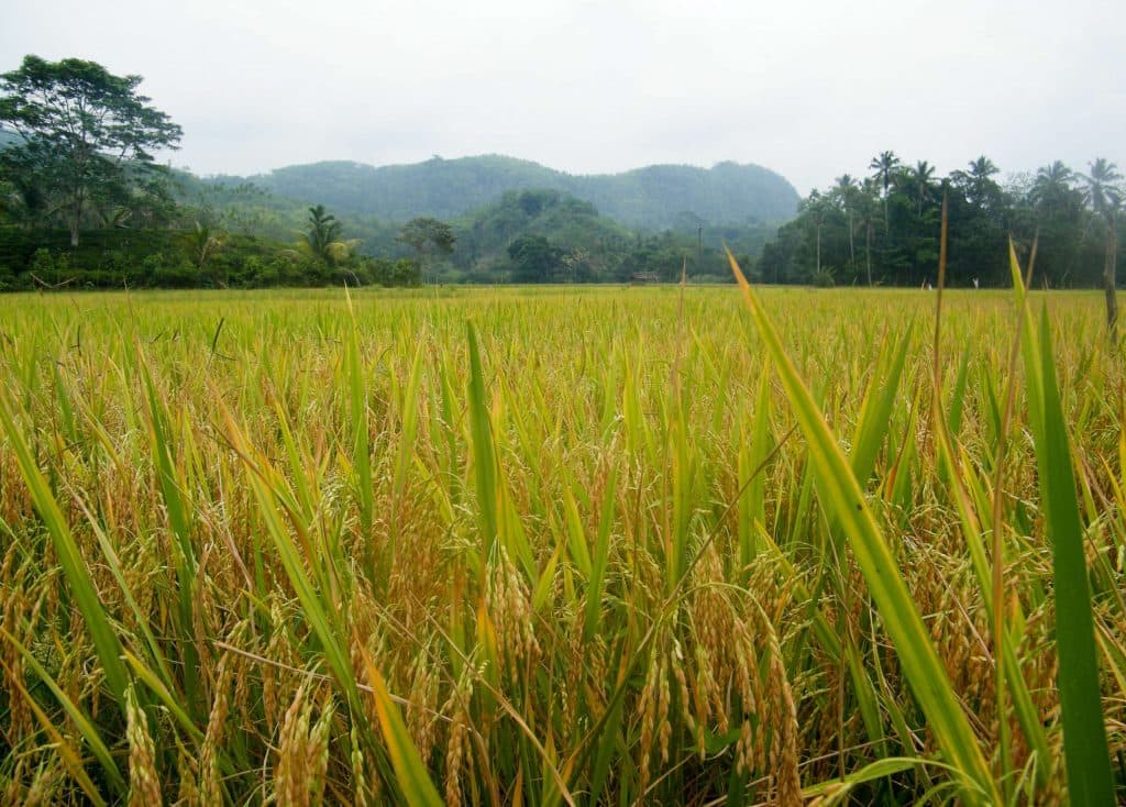 Paddy fields